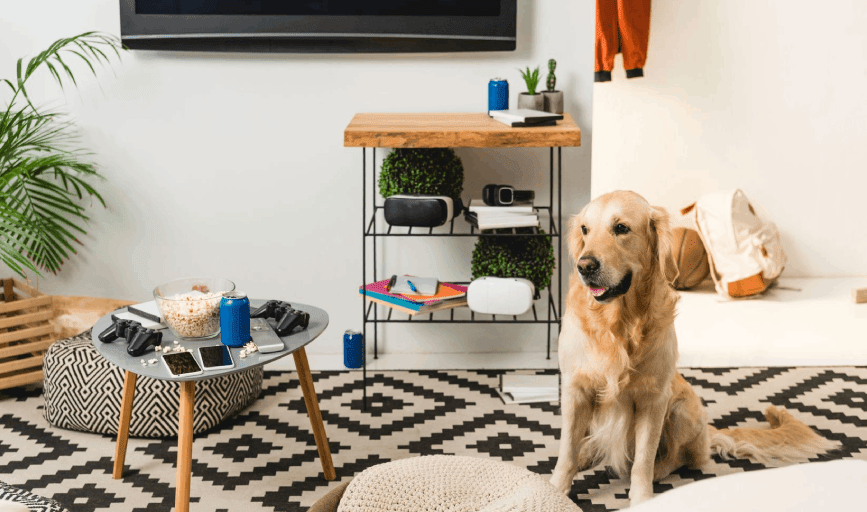 Pet Boarding