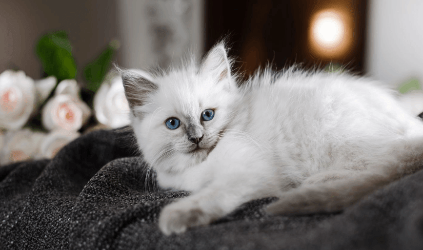 Overnight Pet Care
