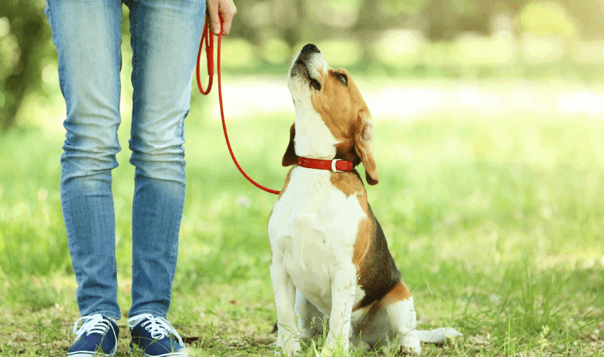 Dog Walking